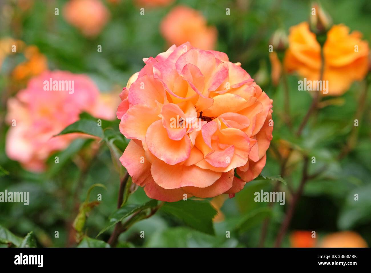 Orange rosa Buschrose, Rosa „kostbarer Bernstein“ in Blüte. Stockfoto