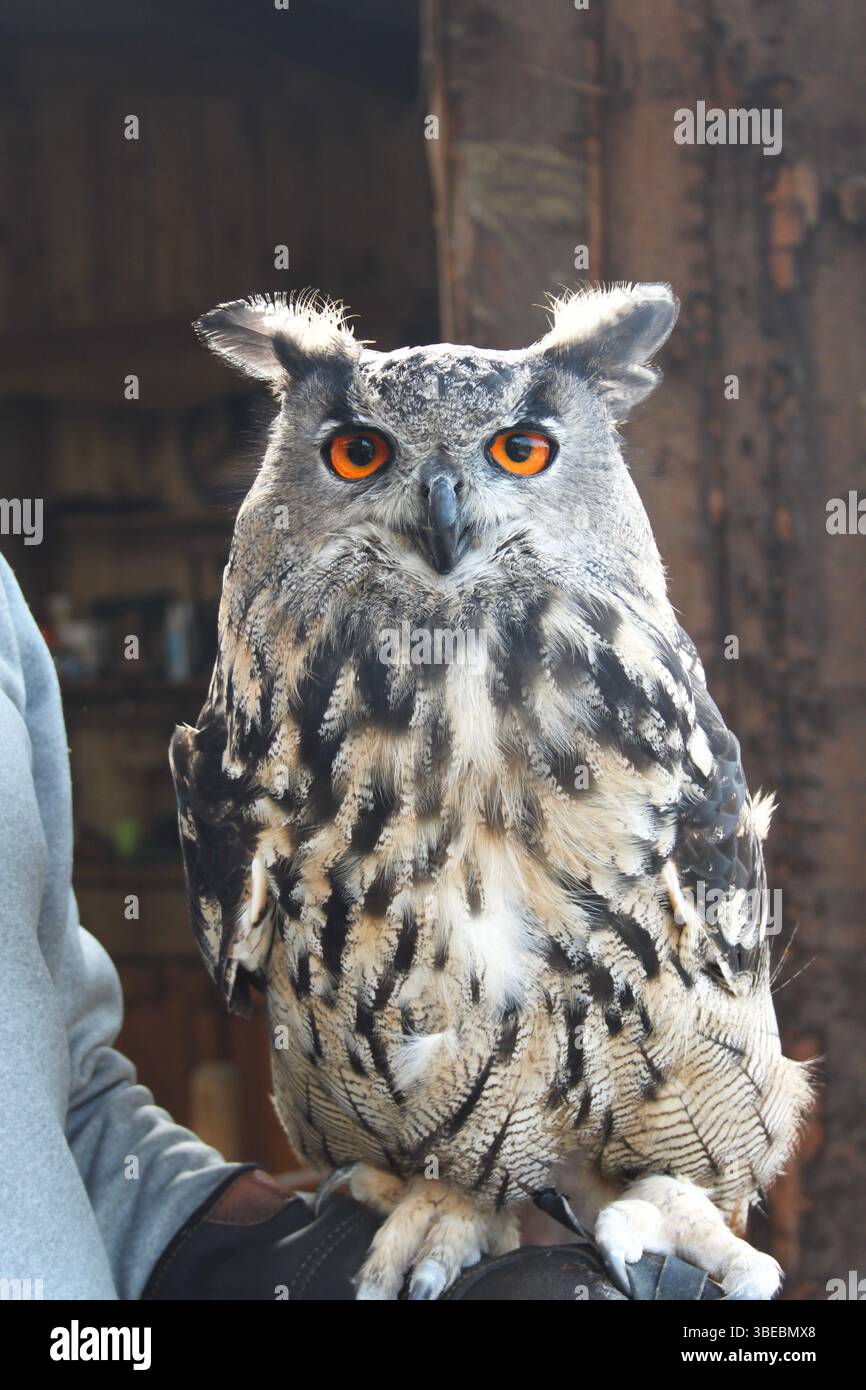 Nahaufnahme einer eurasischen Uhu (Bubo bubo) mit markanten orangen Augen, auf einer Hand mit Handschuhen Stockfoto