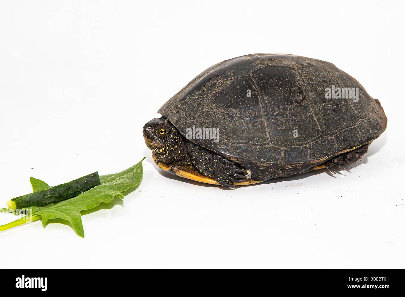 Europäische Teichschildkröte (Emys orbicularis) Nahaufnahme auf weißem Hintergrund Stockfoto