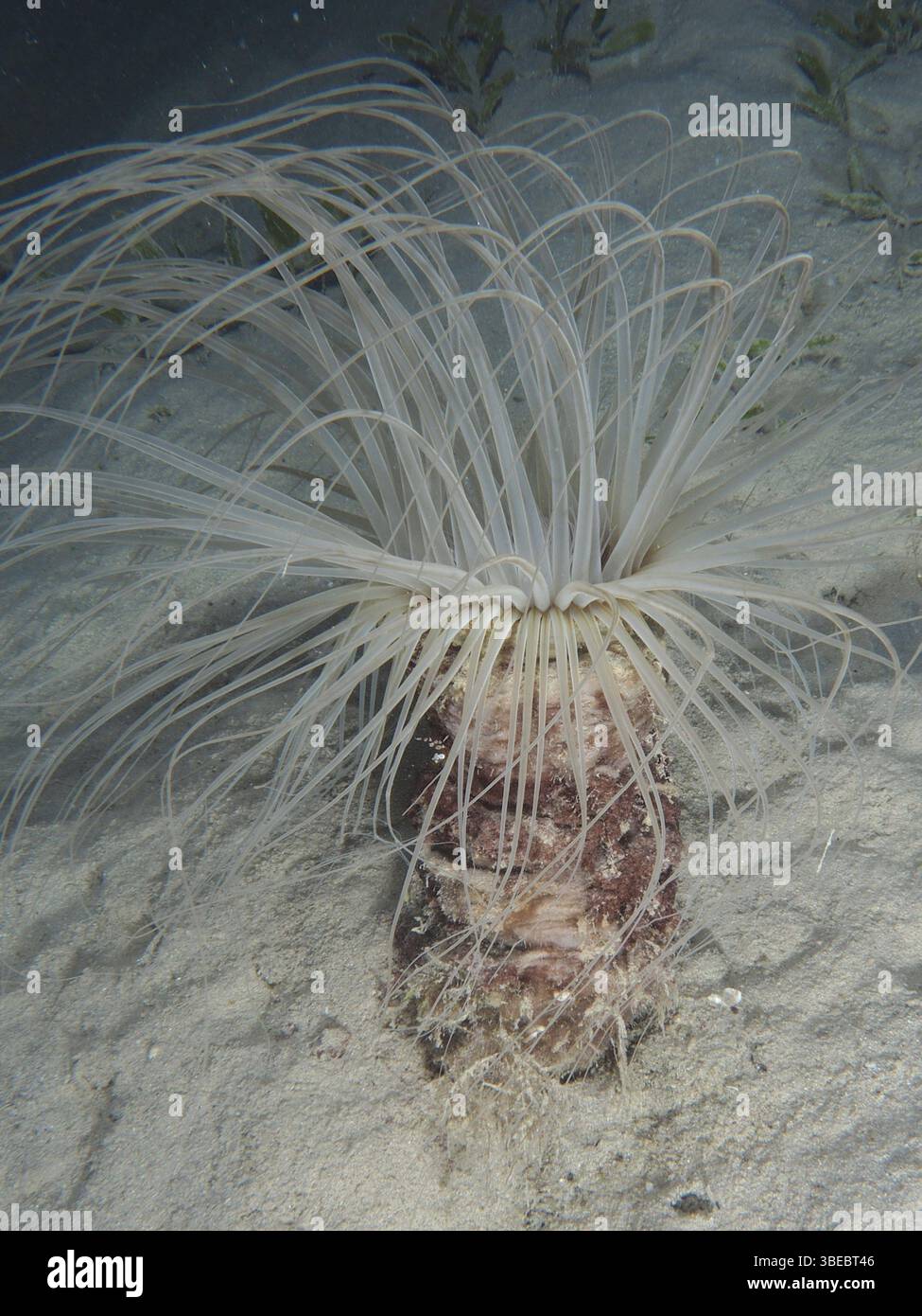 Zylinderrose (Cerianthus sp) Stockfoto