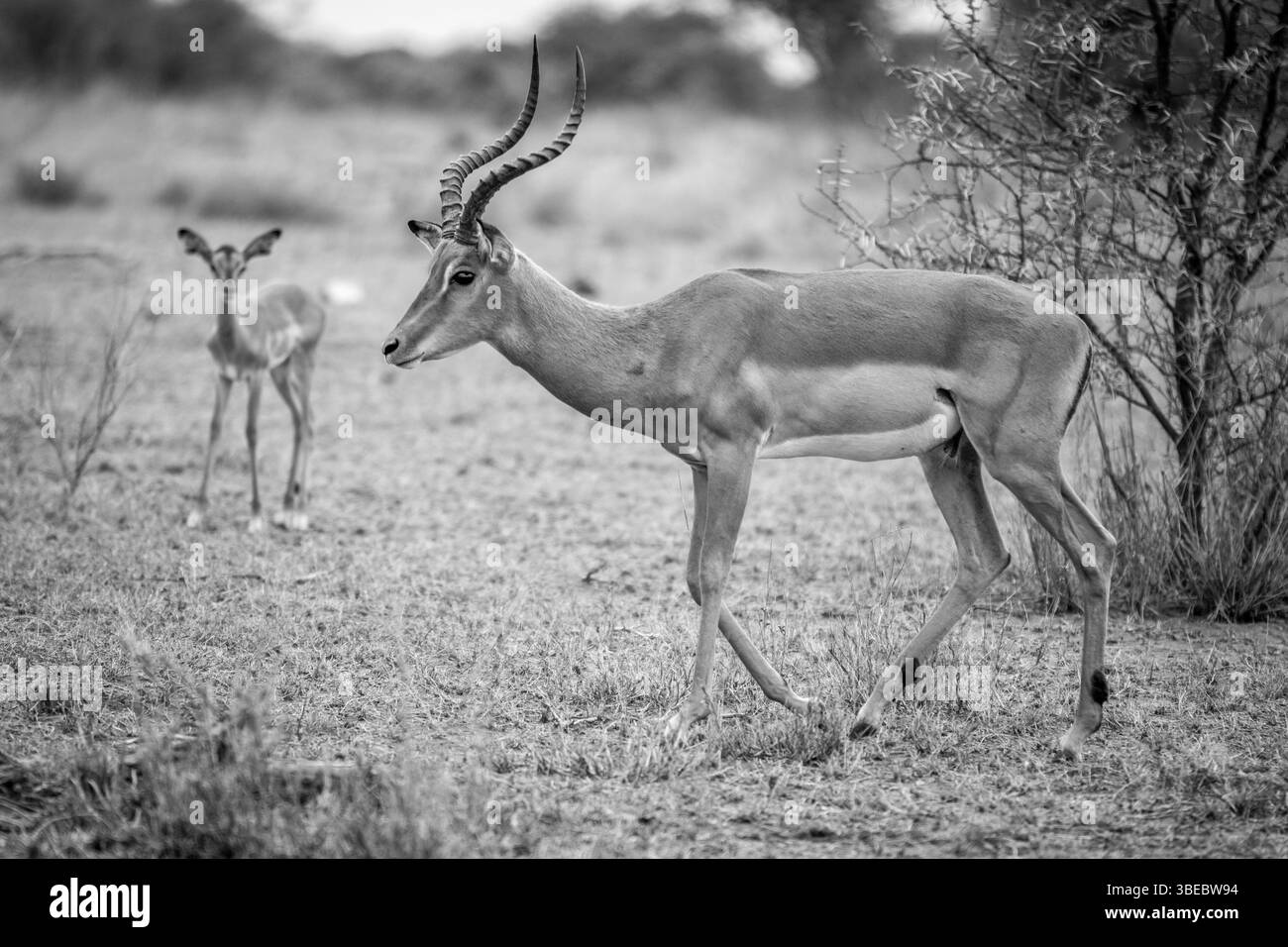 Männlicher Impala in Schwarz-weiß im Kruger-Nationalpark, Südafrika, Afrika Stockfoto