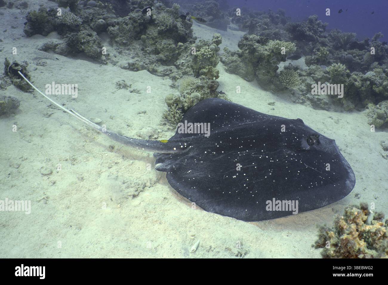 Schwarzgefleckter Stachelrochen (Taeniura meyeni) Stockfoto