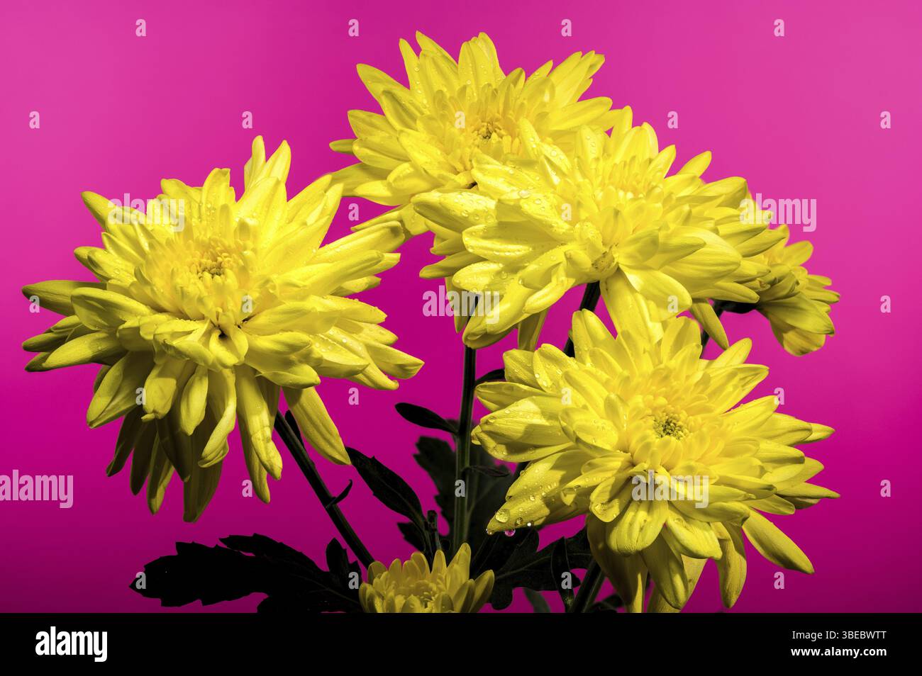 Chrysantheme Amour gelbe Blume auf rosa Hintergrund. Blumenkopf Nahaufnahme, Odessa, Ukraine, Europa Stockfoto