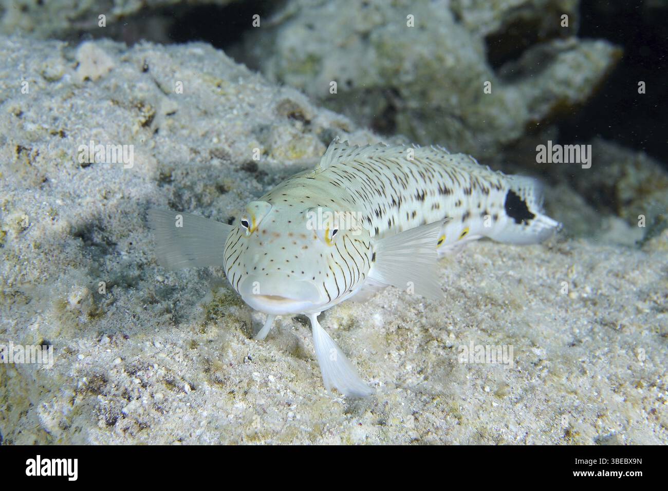 Schwarzfleckiger Sandbarsch (Parapercis hexophthalma) Stockfoto