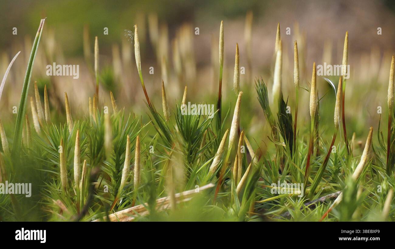 Schöne Damenmoos junge Sporenkapseln (Polytrichum formosum) Stockfoto