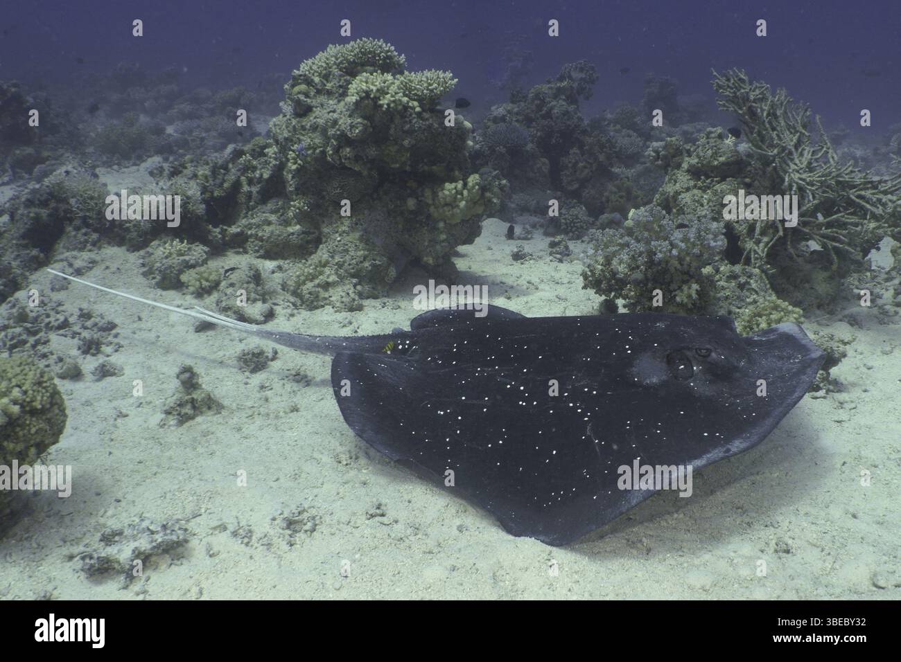 Schwarzgefleckter Stachelrochen (Taeniura meyeni) Stockfoto