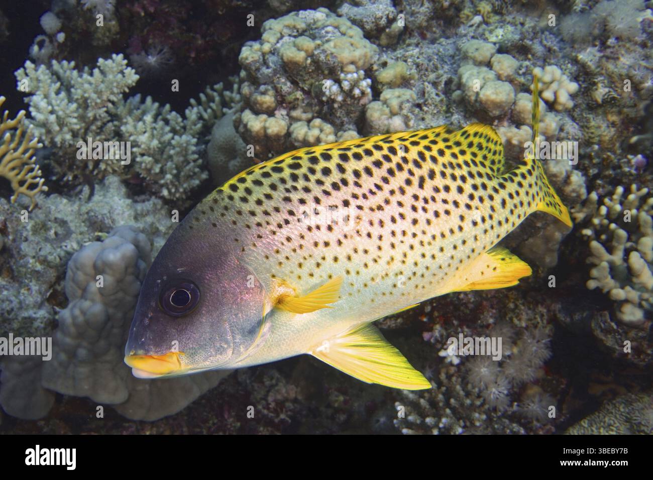 Schwarz gepunktete Süßlippen (Plectorhinchus gaterinus) Stockfoto