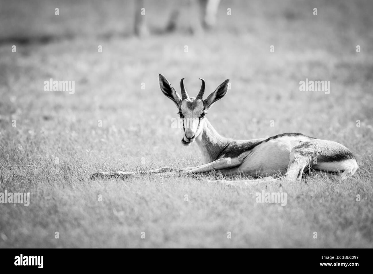 Springbock liegt im Gras in schwarz-weiß im Kgalagadi Transfrontier Park, Südafrika, Afrika Stockfoto