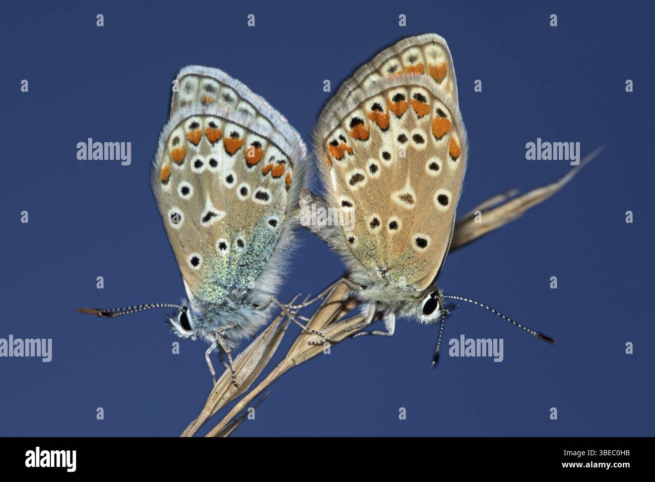 Gemeinsamen blau (Polyommatus Icarus) Stockfoto