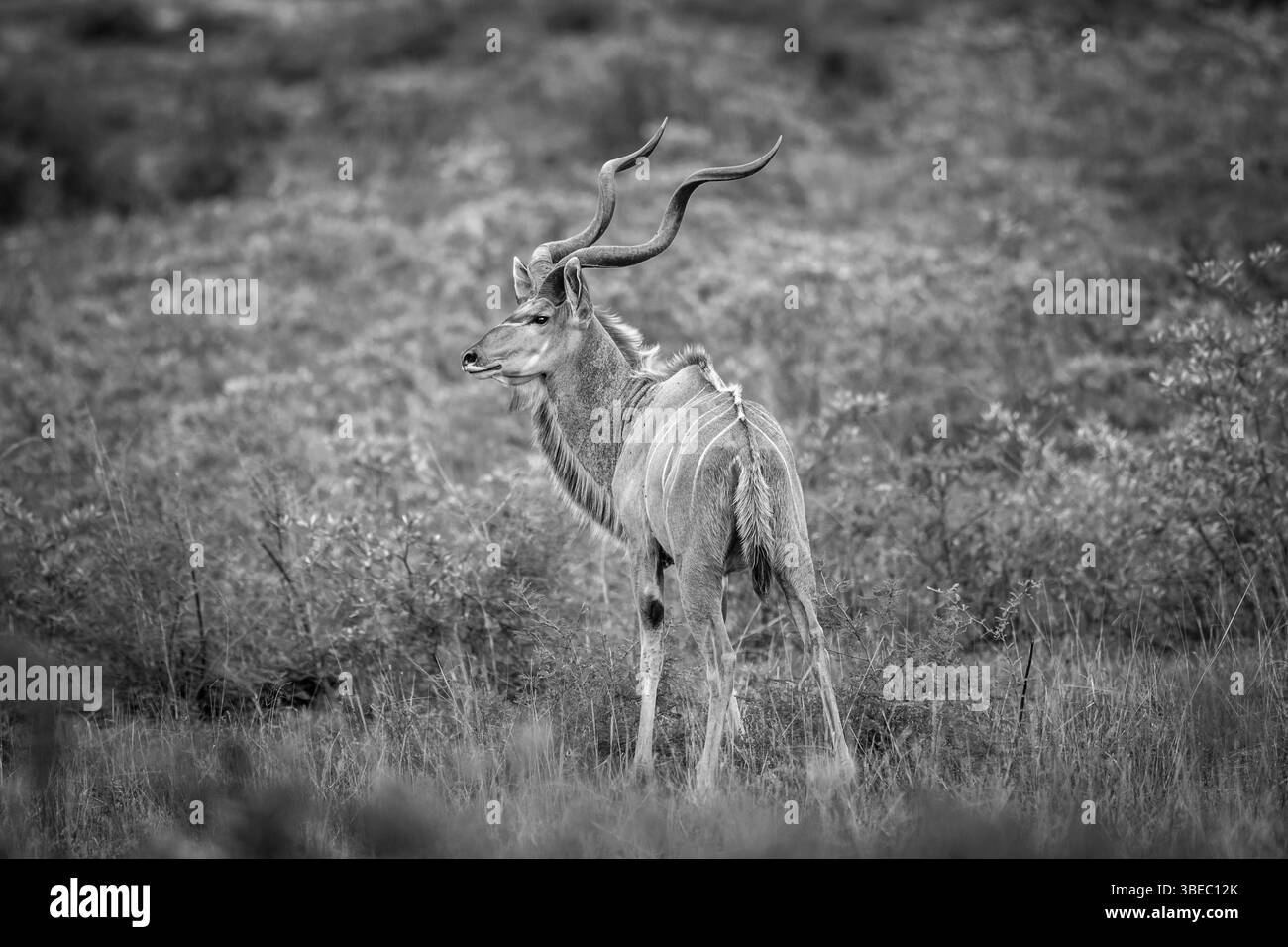 Männlicher Kudud im Gras in Schwarz-weiß im Kruger-Nationalpark, Südafrika, Afrika Stockfoto