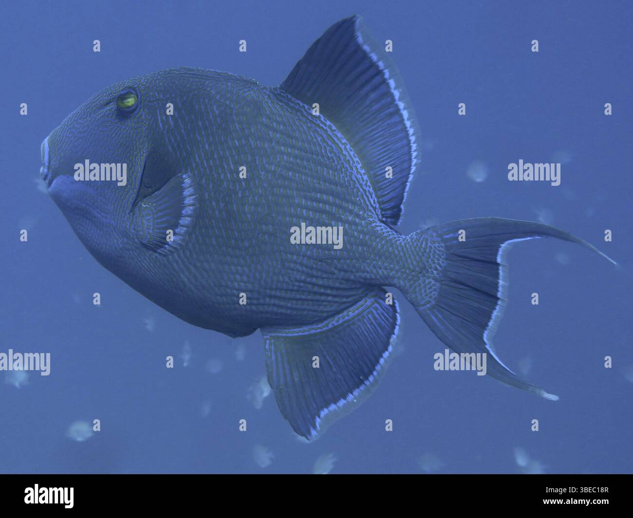 Blau gestreifter Drückerfisch (Pseudobalistes fuscus) Stockfoto