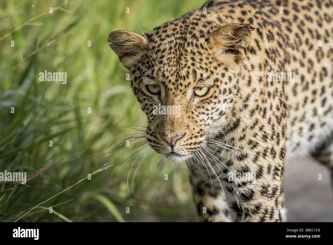 Nahaufnahme von Leopardenkopf in Zentral-Khalahari, Botswana, Afrika Stockfoto