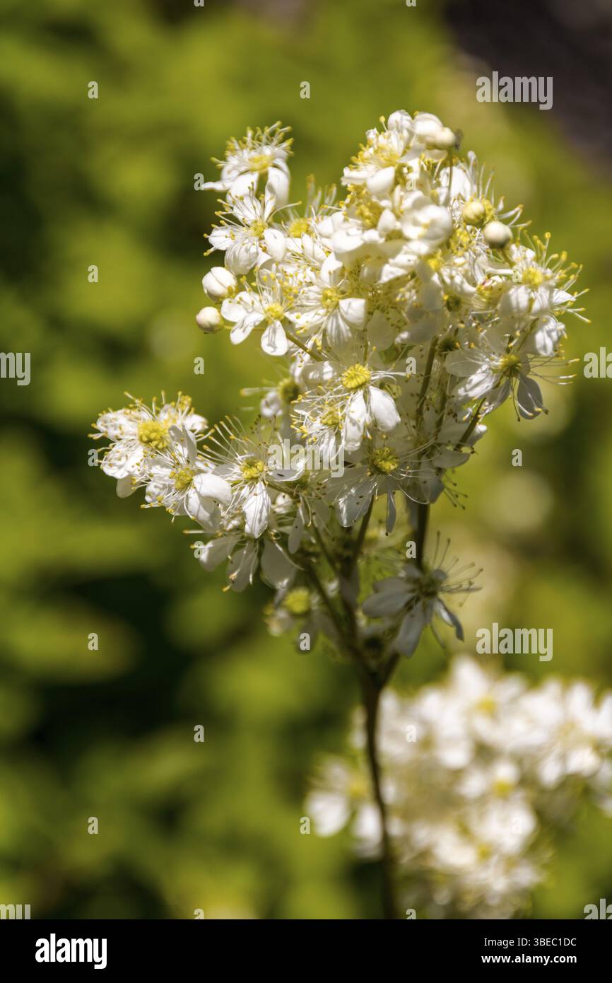 Filipendula ulmaria ECHT MÄDCHENSÜSS (filipendula ulmaria) Stockfoto