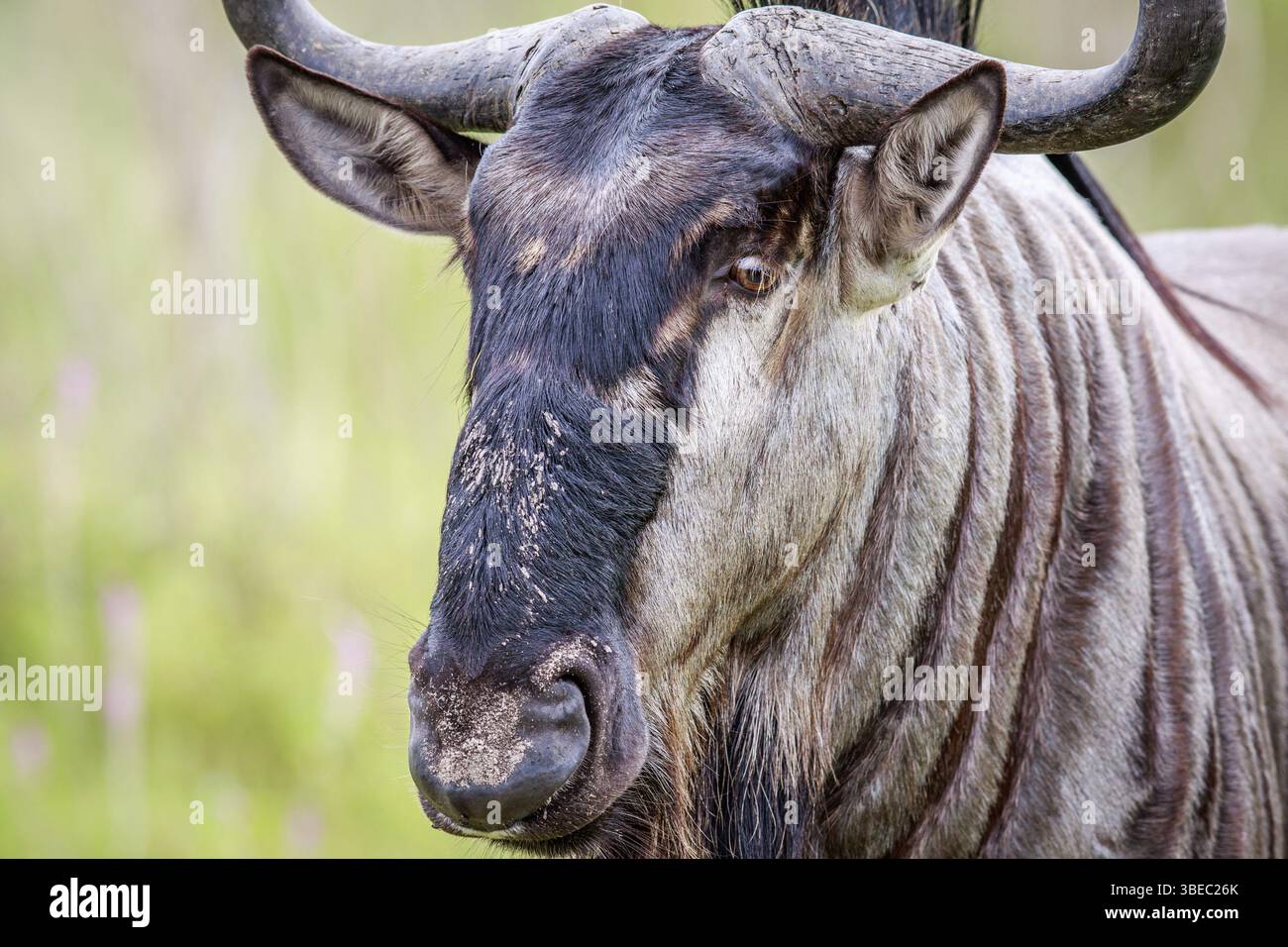 Nahaufnahme eines Blauen Gnus im Okavango-Delta, Botswana, Afrika Stockfoto