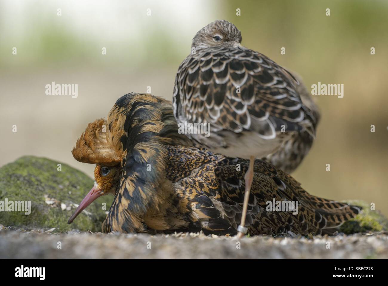 Kampfläufer (Philomachus Pugnax) Stockfoto