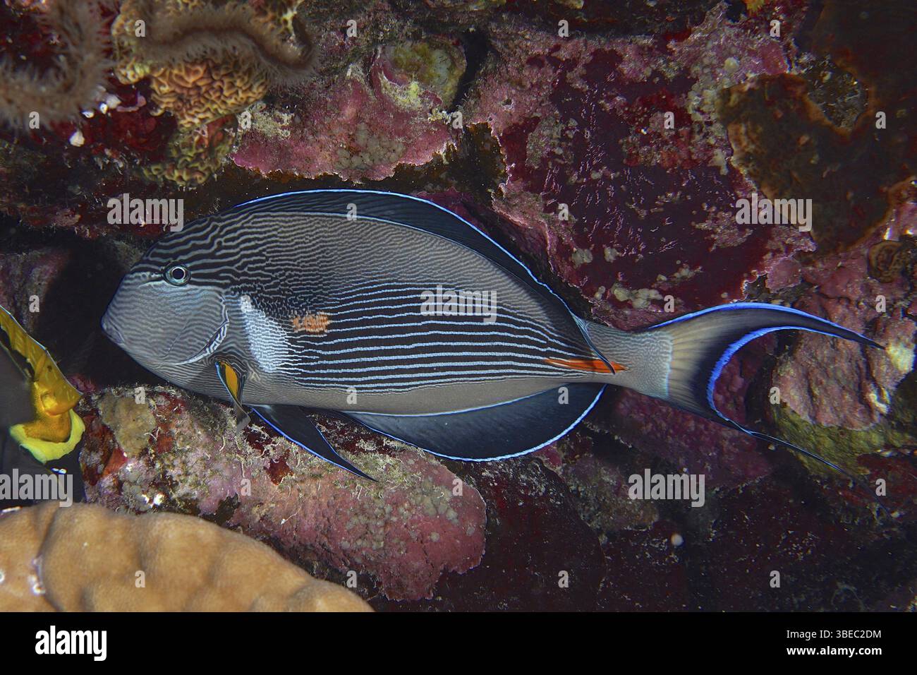 Rotmeerklown Chirurgenfisch (Acanthurus sohal) Stockfoto