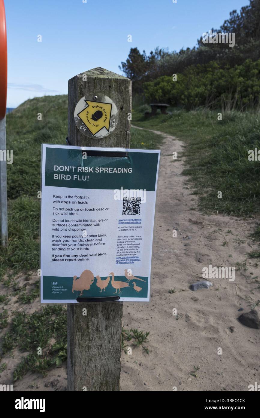Vogelgrippe Warnschild an einem Strand in Northumberland, Großbritannien. Stockfoto