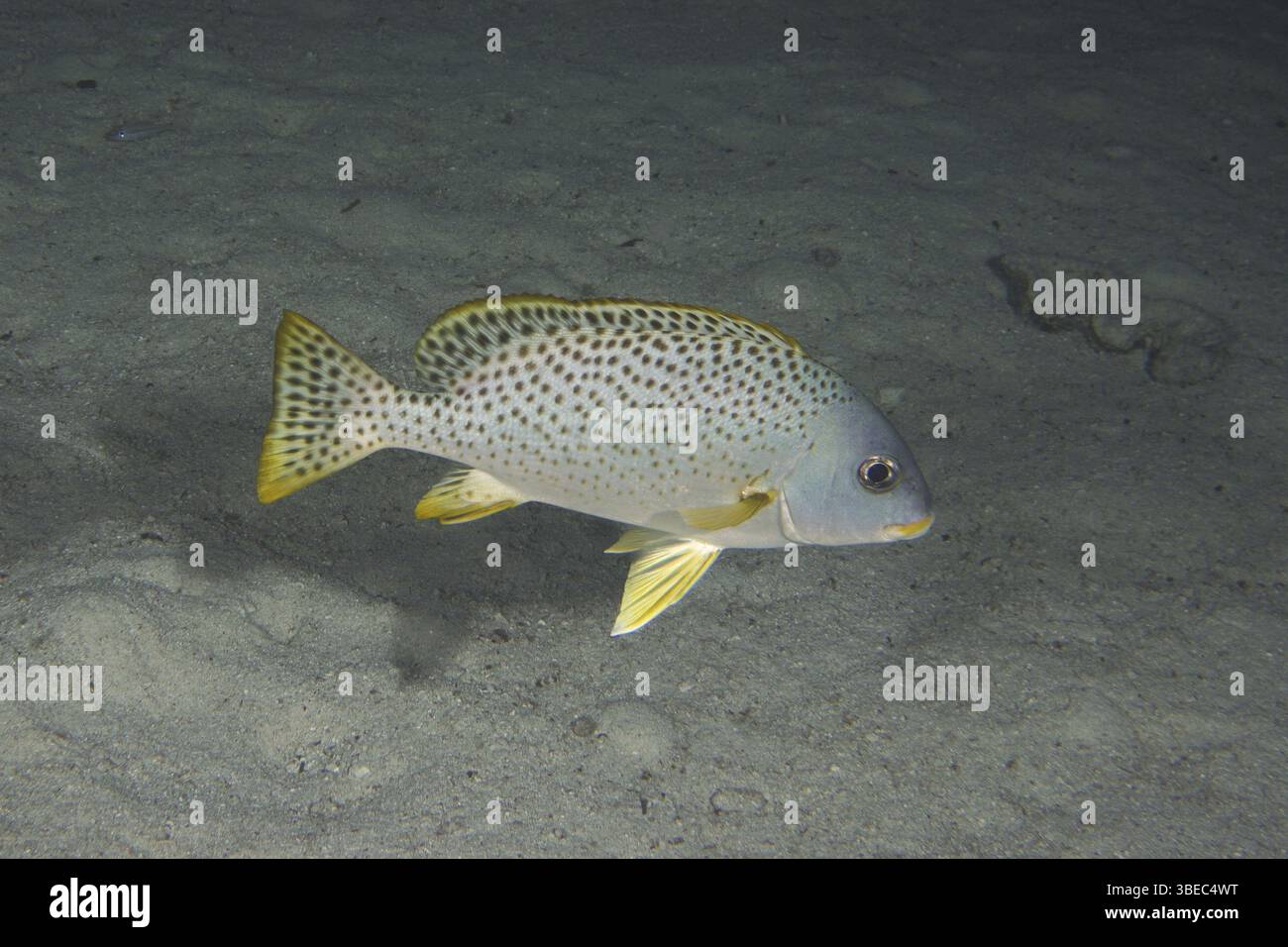 Schwarz gepunktete Süßlippen (Plectorhinchus gaterinus) Stockfoto