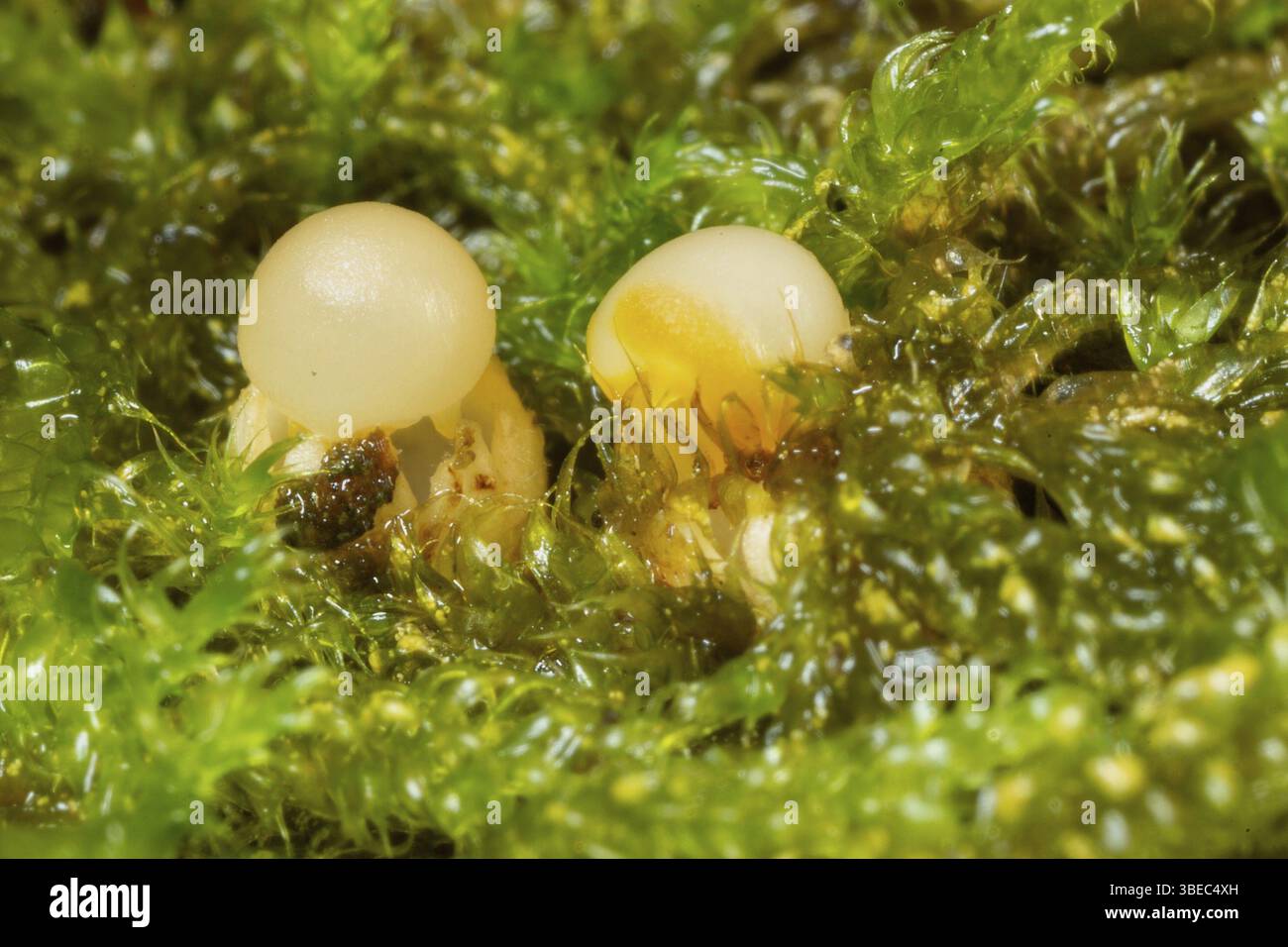 Sternpilz (Sphaerobolus stellatus) Stockfoto