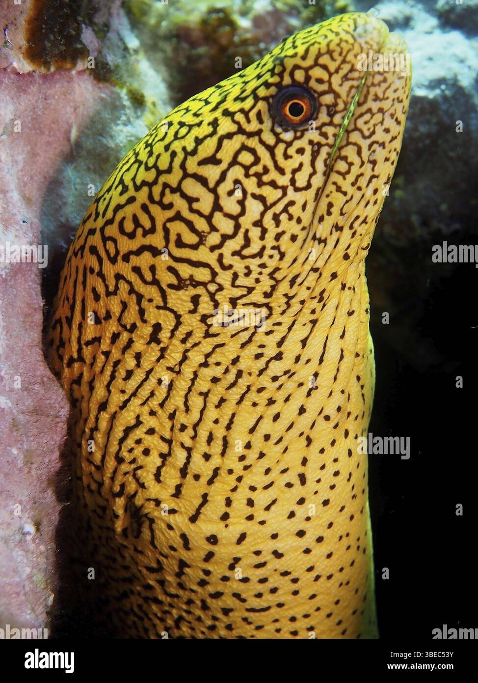 Goldschwanz Muränen (Gymnothorax miliaris) Stockfoto