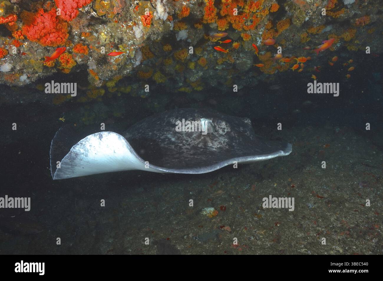 Schwarzgefleckter Stachelrochen (Taeniura meyeni) Stockfoto