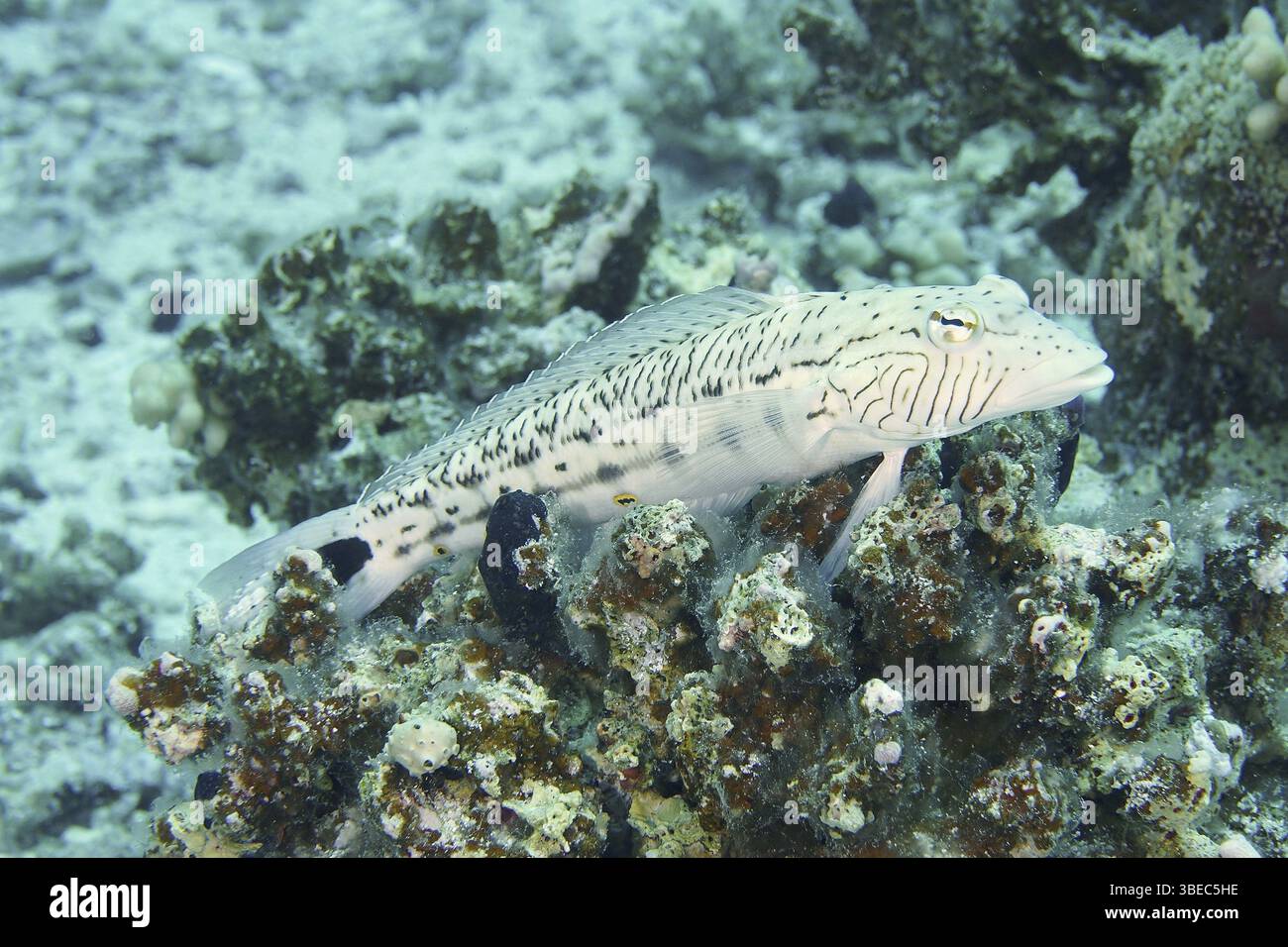 Schwarzfleckiger Sandbarsch (Parapercis hexophthalma) Stockfoto