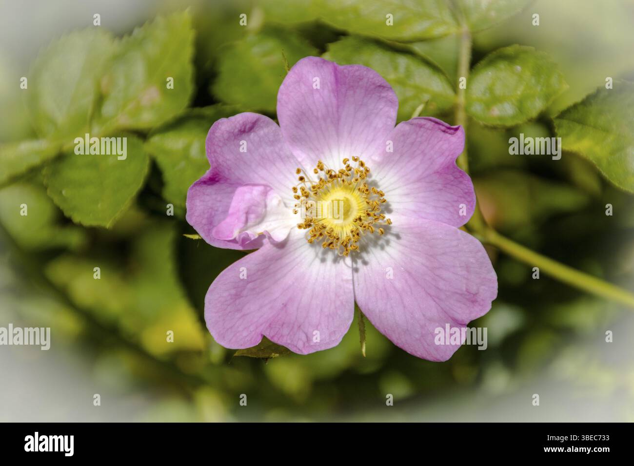 Rosa gallica syn. rosa provincialis ESSIGROSE PROVENCEROSE. (rosa gallica syn. Provincialis) Stockfoto