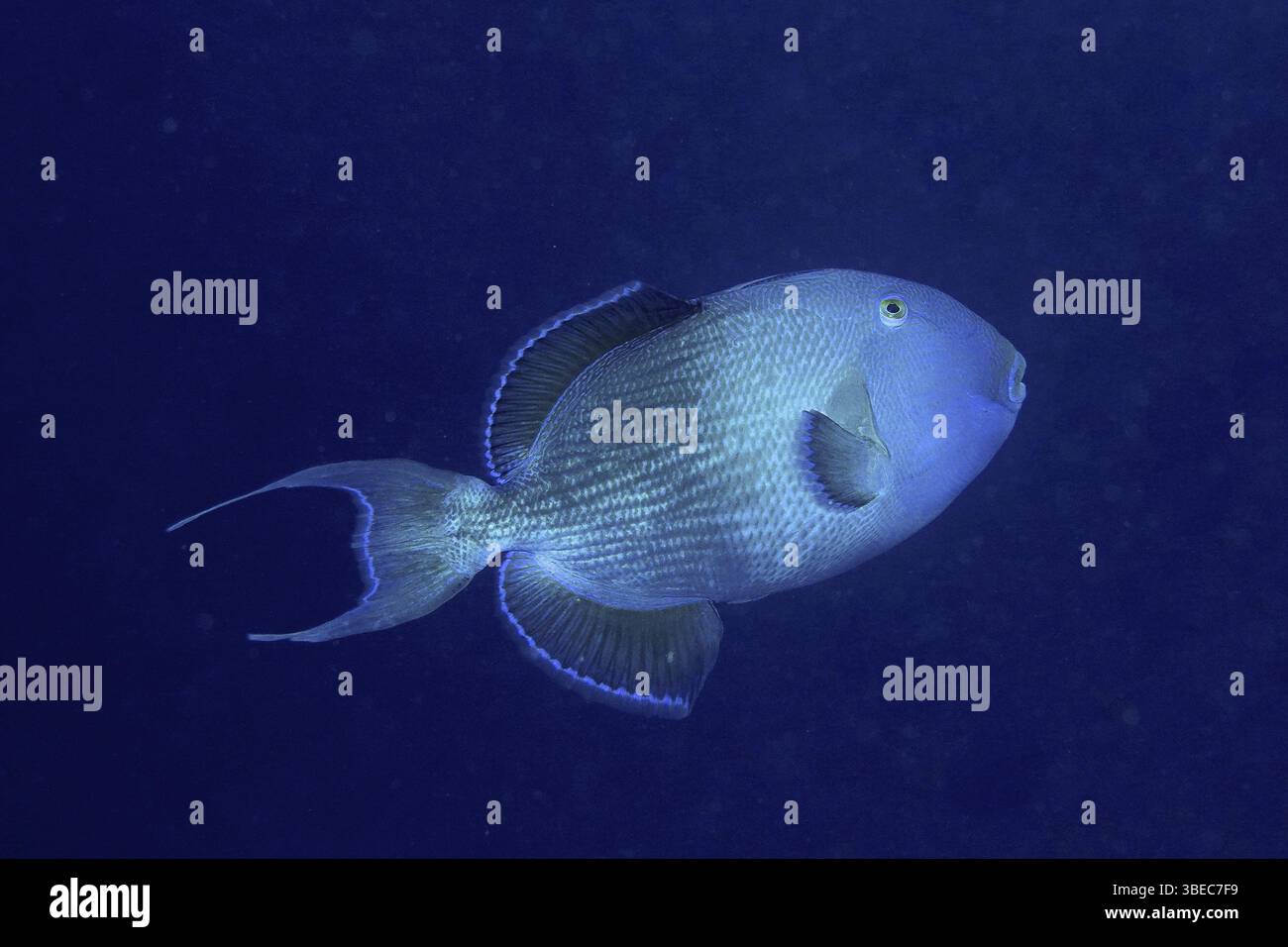 Blau gestreifter Drückerfisch (Pseudobalistes fuscus) Stockfoto