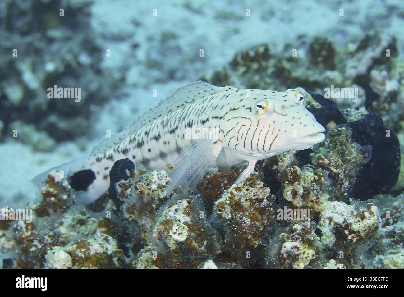 Schwarzfleckiger Sandbarsch (Parapercis hexophthalma) Stockfoto