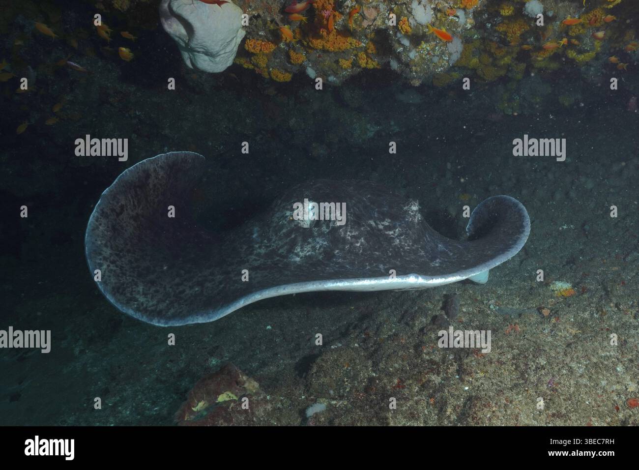 Schwarzgefleckter Stachelrochen (Taeniura meyeni) Stockfoto