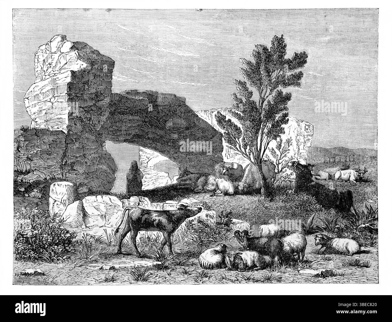 Illustration von Jesaja XXVII.10 "da wird das Kalb fressen, und da wird er sich hinlegen und die Zweige verzehren" die Tiere, die das Vegetatio fressen Stockfoto