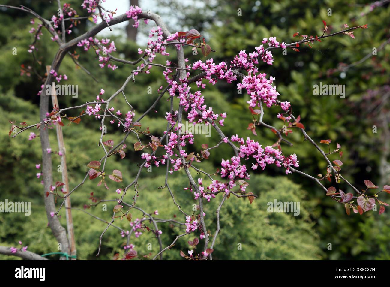 Cersis Canadians (Eastern Redbud) Laubstrauch in der Blüte im Frühling Stockfoto