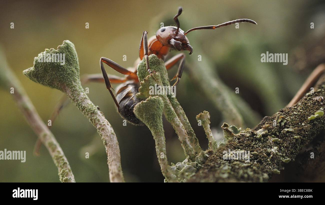 Rote Holzameise auf Becherflechte (cladonia pyxidata Formica rufa) Stockfoto