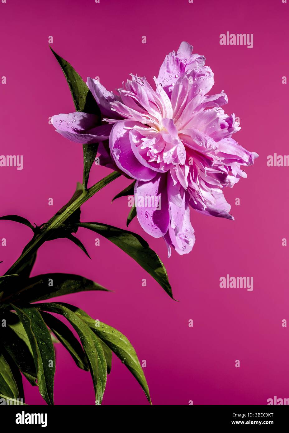 Schöne blühende rosa Pfingstrose Alexander Fleming auf rosa Hintergrund. Blumenkopf Nahaufnahme, Odessa, Ukraine, Europa Stockfoto