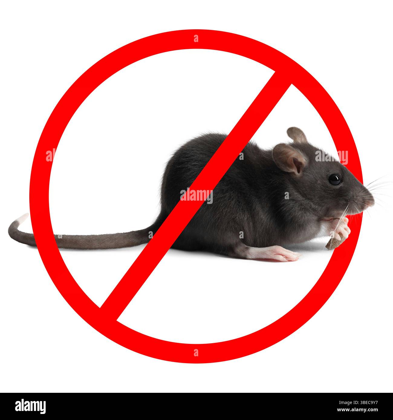 Kleine Ratte mit rotem Verbotsschild auf weißem Hintergrund. Schädlingsbekämpfung Stockfoto