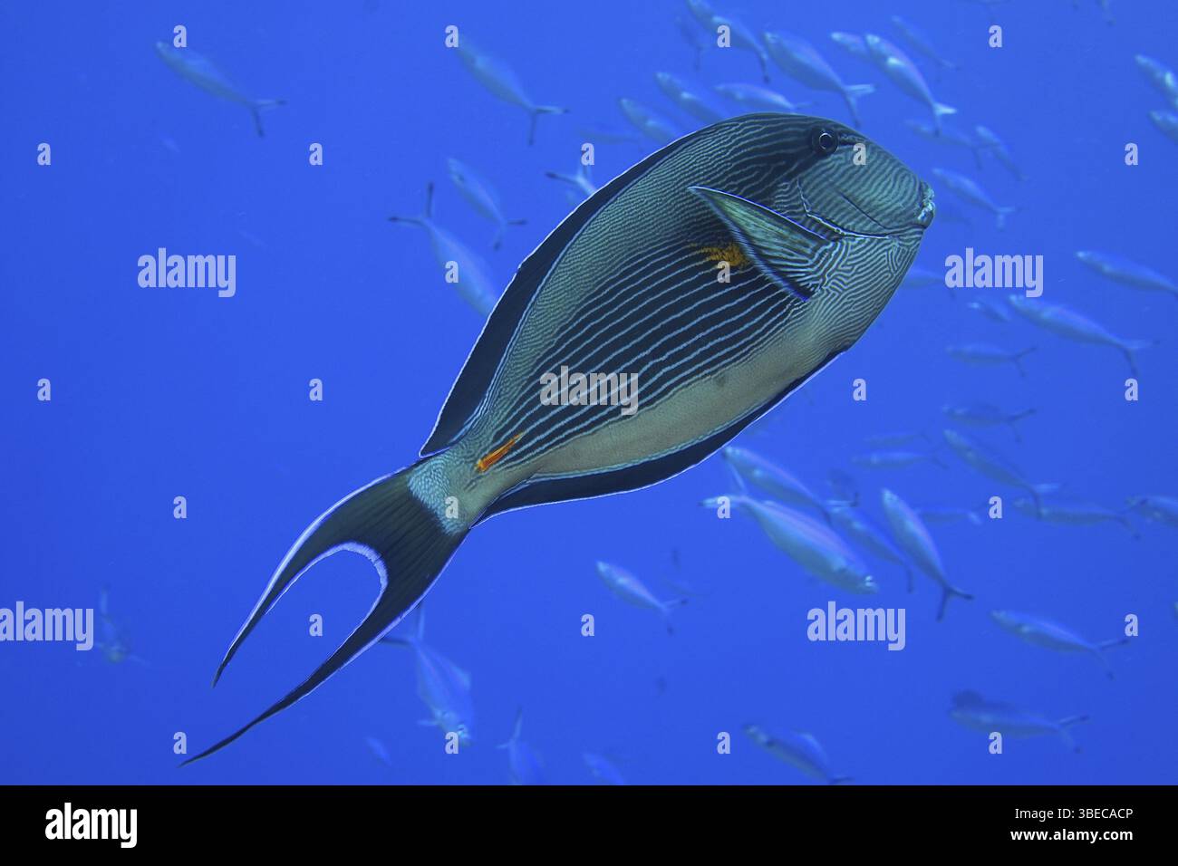 Rotmeerklown Chirurgenfisch (Acanthurus sohal) Stockfoto