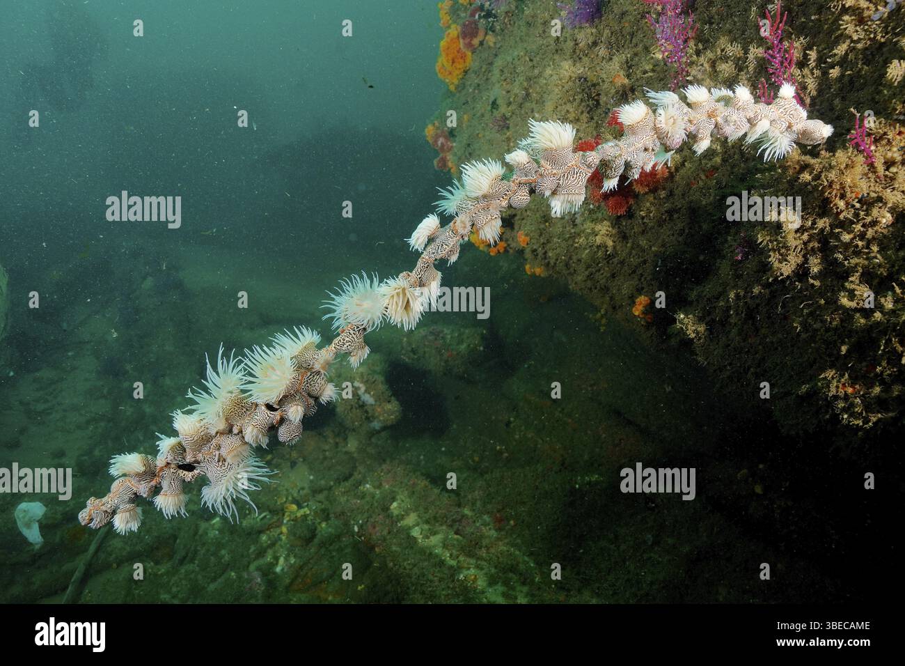 Tigeranemone (Nemanthus annamensis) Stockfoto