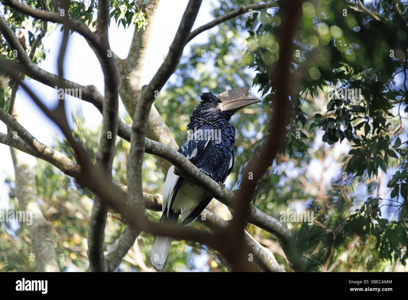 Grauwangenhornschnabel (Bycanistes subzylindricus) Stockfoto