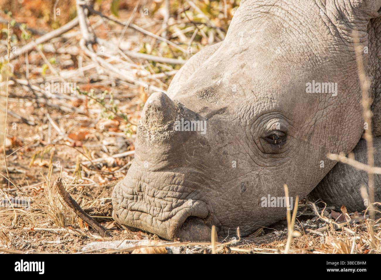 Nahaufnahme eines schlafenden weißen Nashörns im Krüger-Nationalpark, Südafrika, Afrika Stockfoto