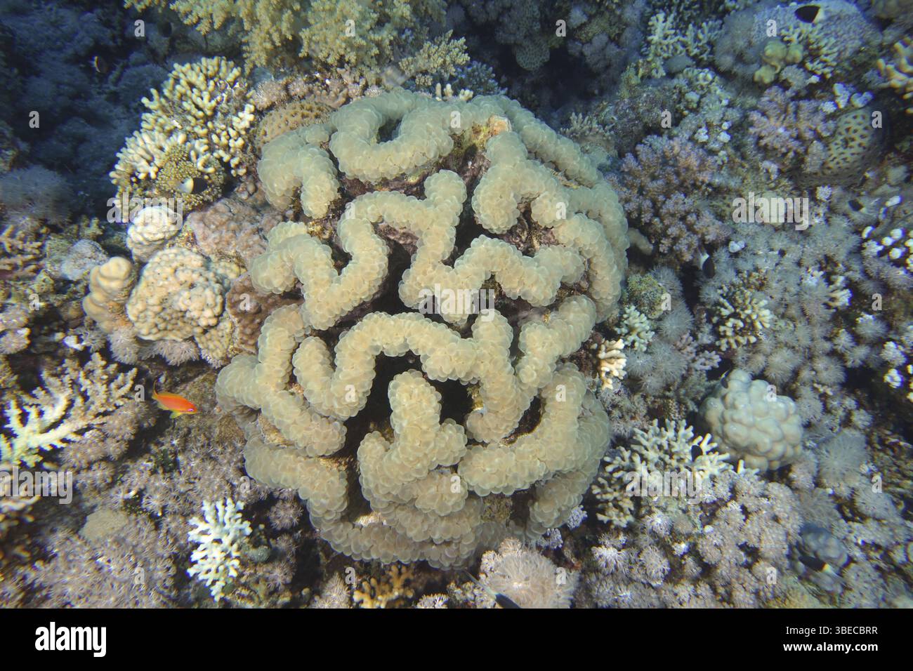 Bubble Coral (Plerogyra sinuosa) Stockfoto