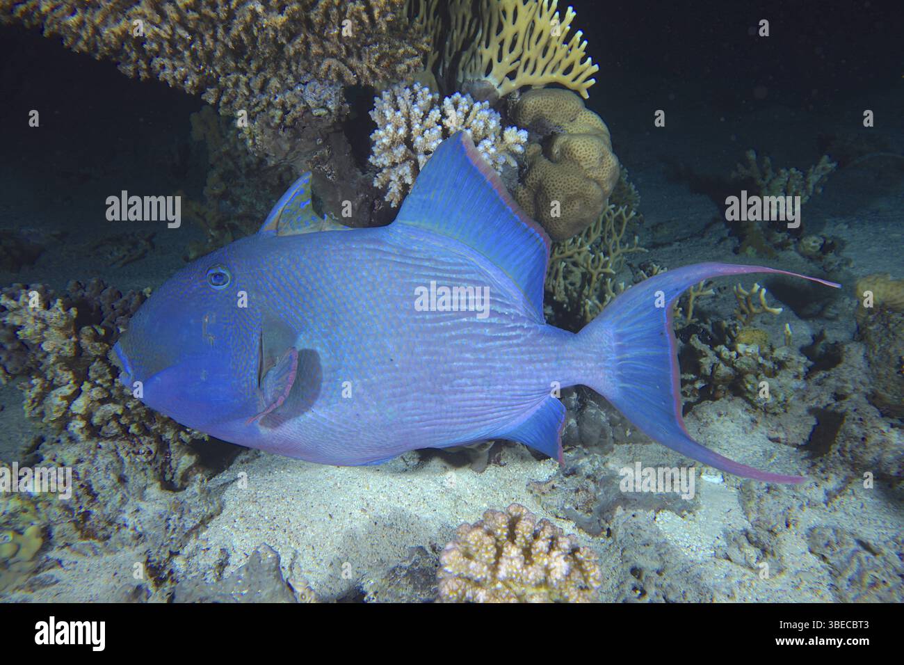 Blau gestreifter Drückerfisch (Pseudobalistes fuscus) Stockfoto