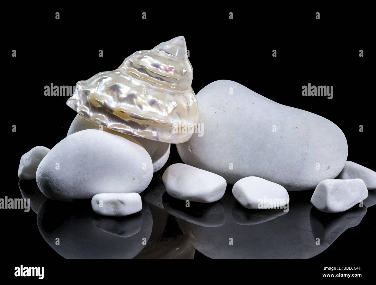Eine perlförmig gewellte Turban Seashell Astraea turbanicum, die zwischen glatten weißen Steinen liegt, isoliert auf schwarzem Hintergrund. Die schillernde Oberfläche der Schale Stockfoto