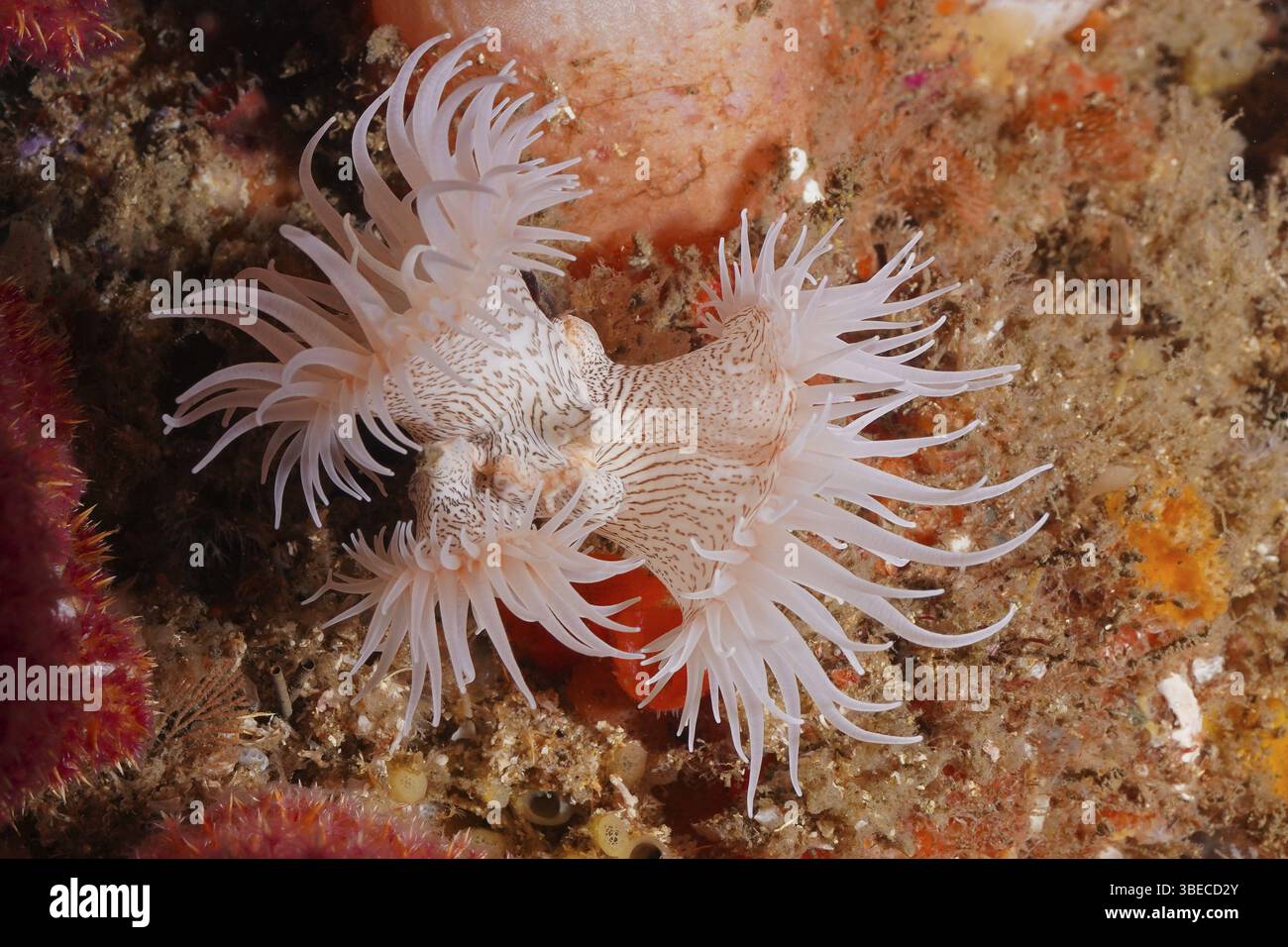 Tigeranemone (Nemanthus annamensis) Stockfoto