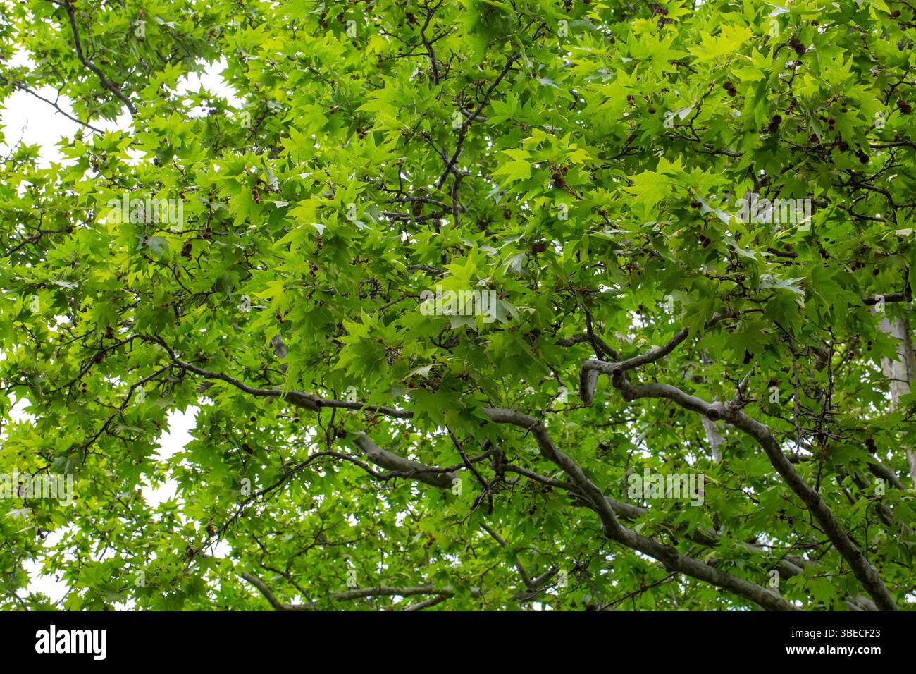 Hintergrund der grünen frischen Blätter der Orientalischen Platane (Platanus orientalis). Beauty Laub. Natürlicher Hintergrund für Design oder Textur Stockfoto Hintergrund der grünen frischen Blätter der Orientalischen Platane (Platanus orientalis). Beauty Laub. Natürlicher Hintergrund für Design oder Textur Stockfoto