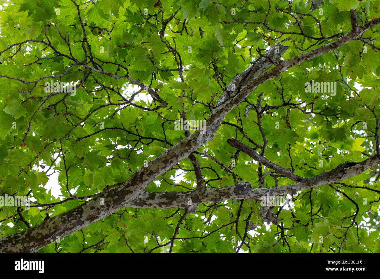 Hintergrund der grünen frischen Blätter der Orientalischen Platane (Platanus orientalis). Beauty Laub. Natürlicher Hintergrund für Design oder Textur Stockfoto Hintergrund der grünen frischen Blätter der Orientalischen Platane (Platanus orientalis). Beauty Laub. Natürlicher Hintergrund für Design oder Textur Stockfoto
