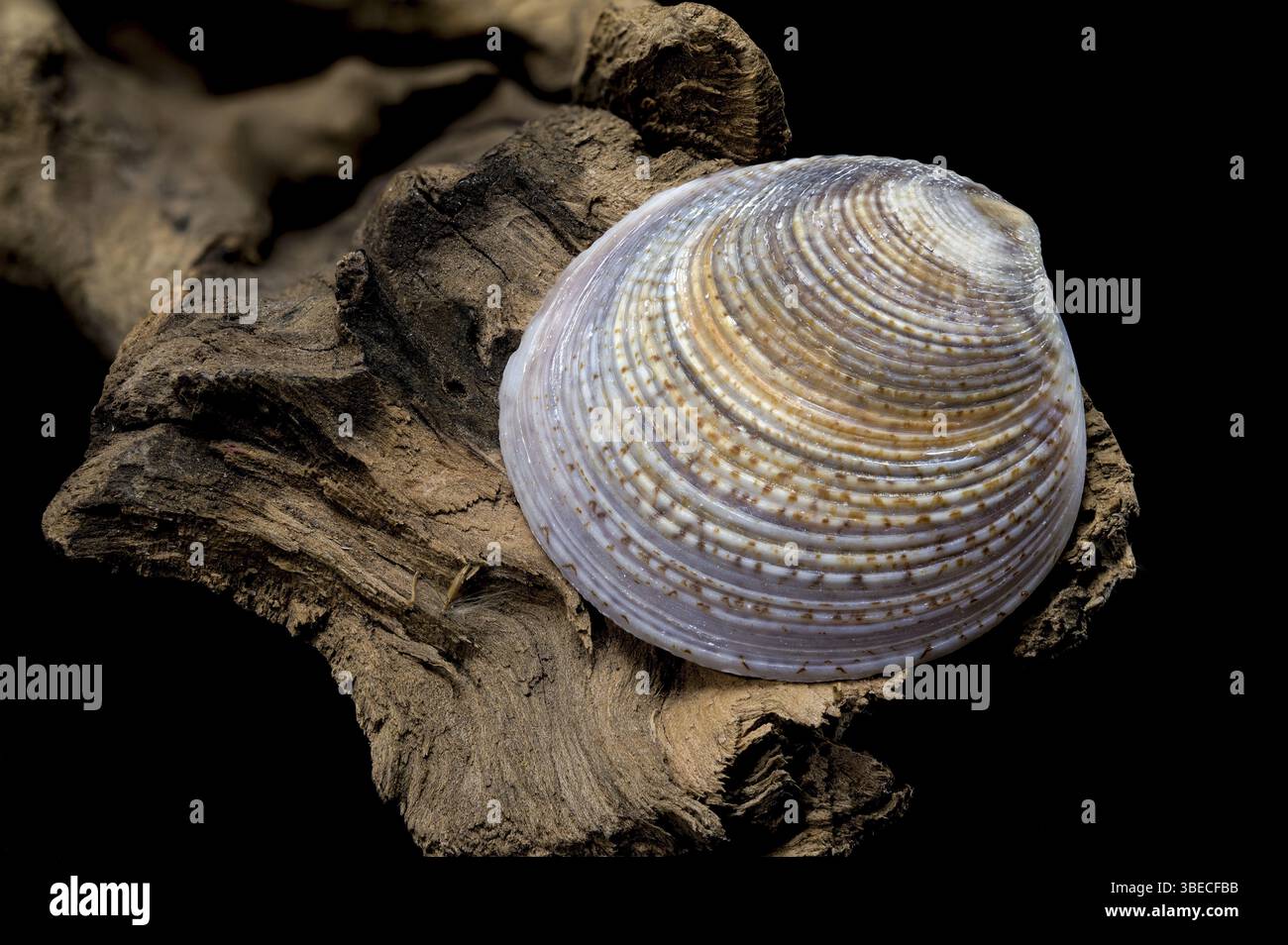 Nahaufnahme einer wunderschön strukturierten Muschel aus Common Cockle auf natürlichem Treibholz, die vor schwarzem Hintergrund erfasst wurde, um ihre Komplexität hervorzuheben Stockfoto