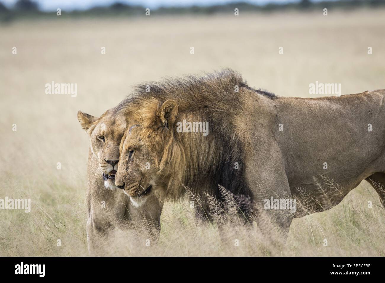 Paarung von Löwen im hohen Gras in Zentral-Khalahari, Botswana, Afrika Stockfoto