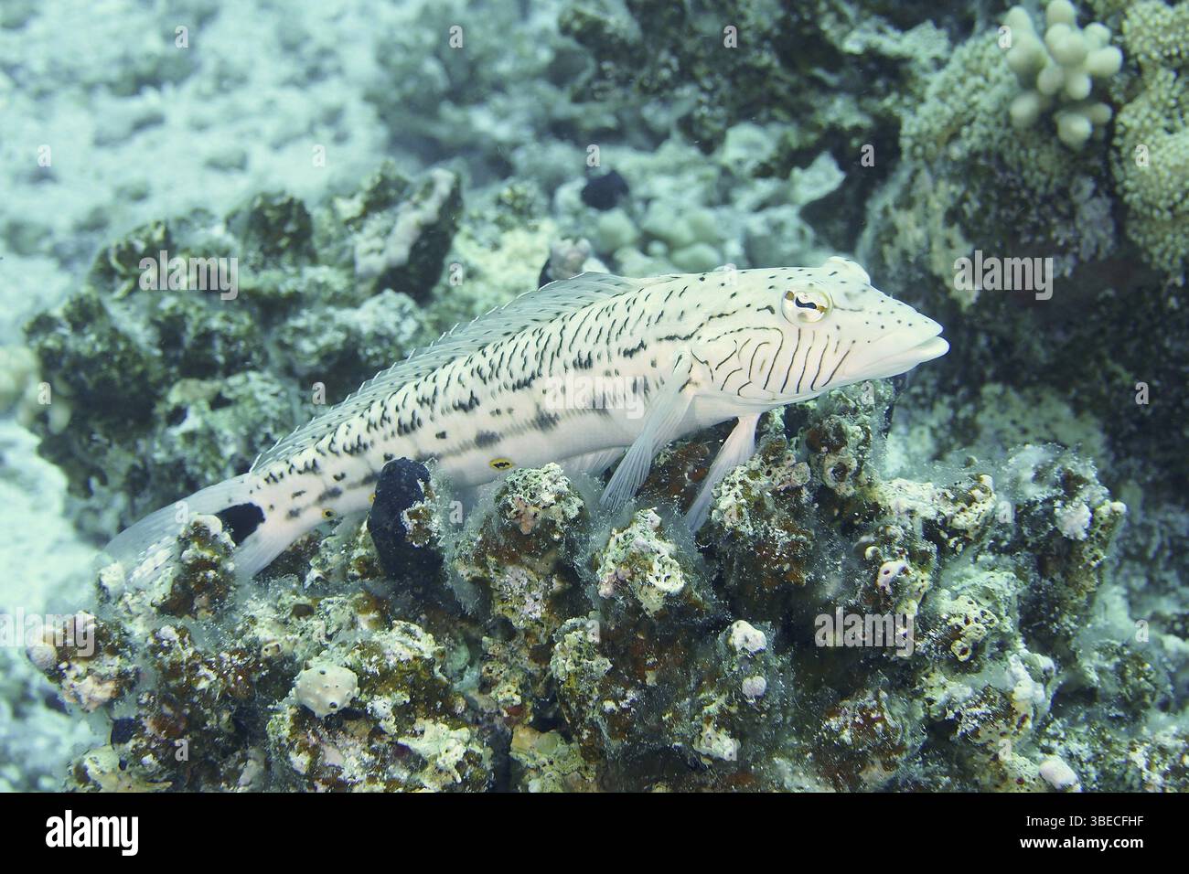 Schwarzfleckiger Sandbarsch (Parapercis hexophthalma) Stockfoto