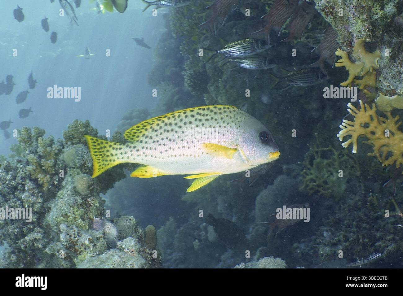 Schwarz gepunktete Süßlippen (Plectorhinchus gaterinus) Stockfoto