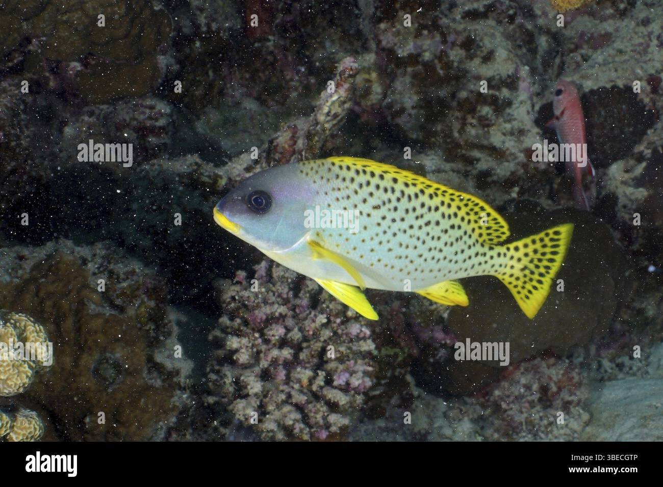 Schwarz gepunktete Süßlippen (Plectorhinchus gaterinus) Stockfoto